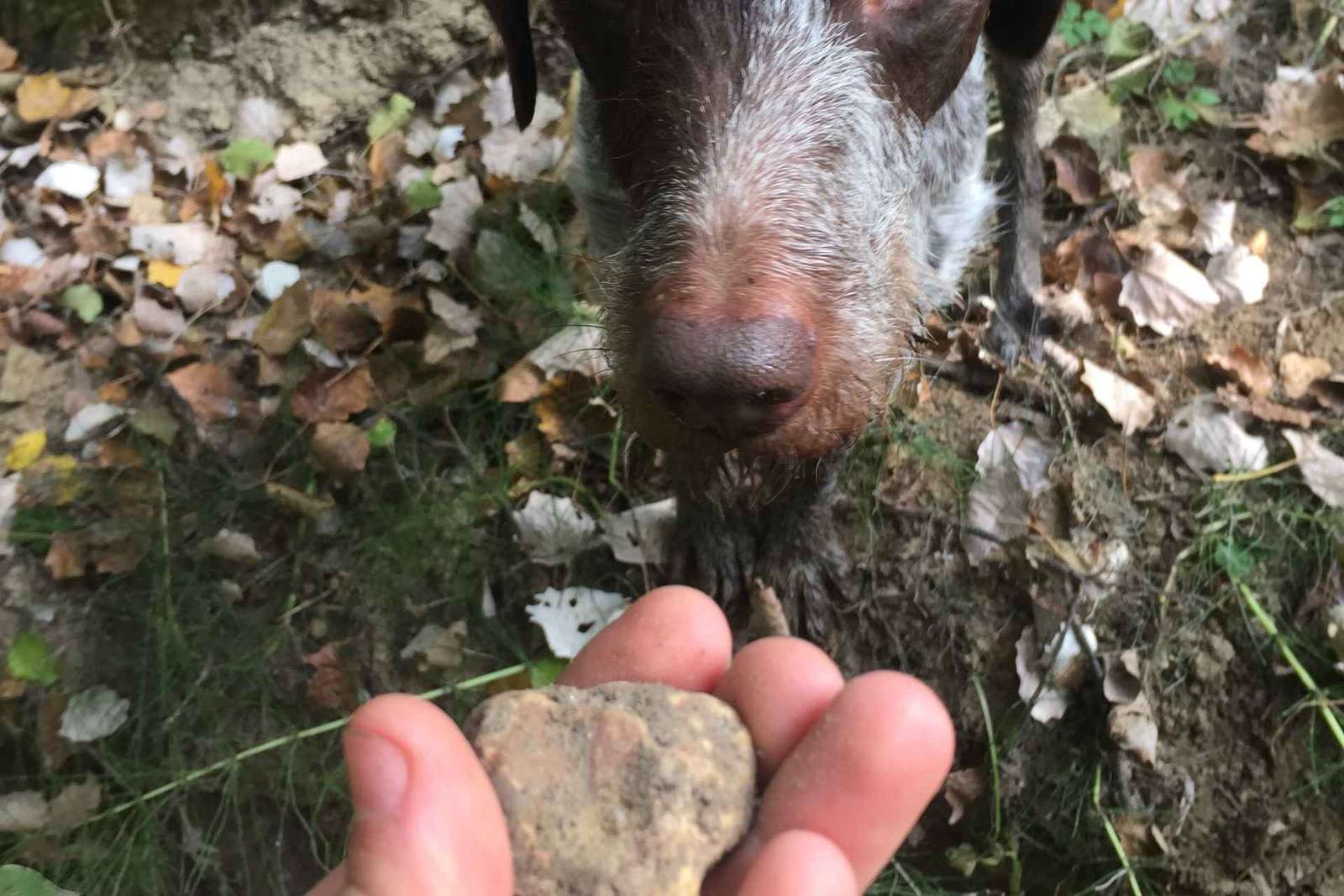 Piedmont: Truffle Hunting