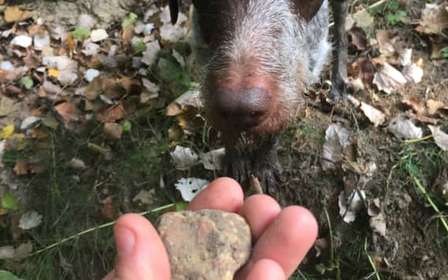 Piedmont: Truffle Hunting