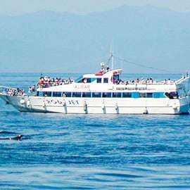 Walbeobachtung mit Meeresbiologe ab Genua, Pelagos