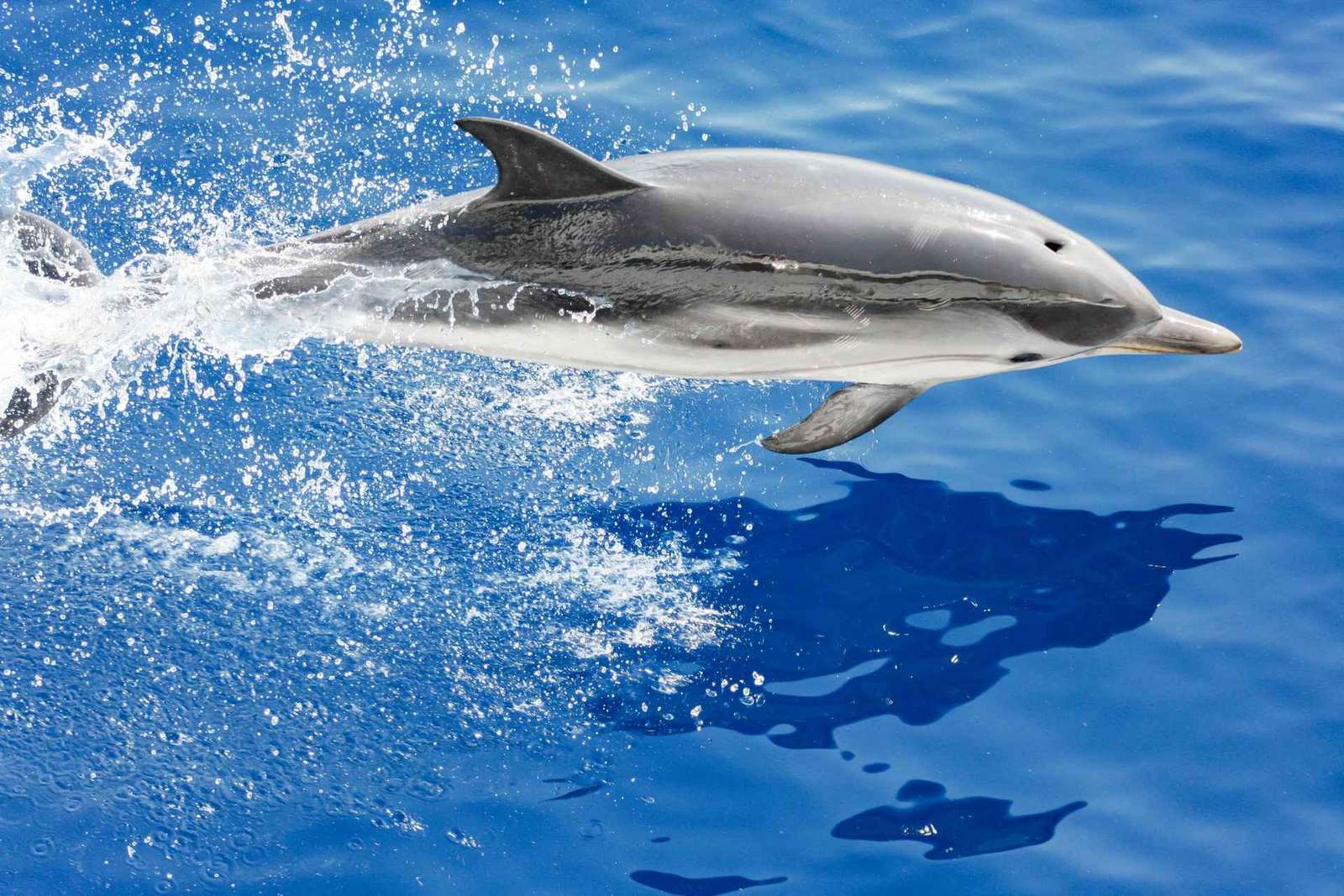 Walbeobachtung mit Meeresbiologe ab Genua, Pelagos