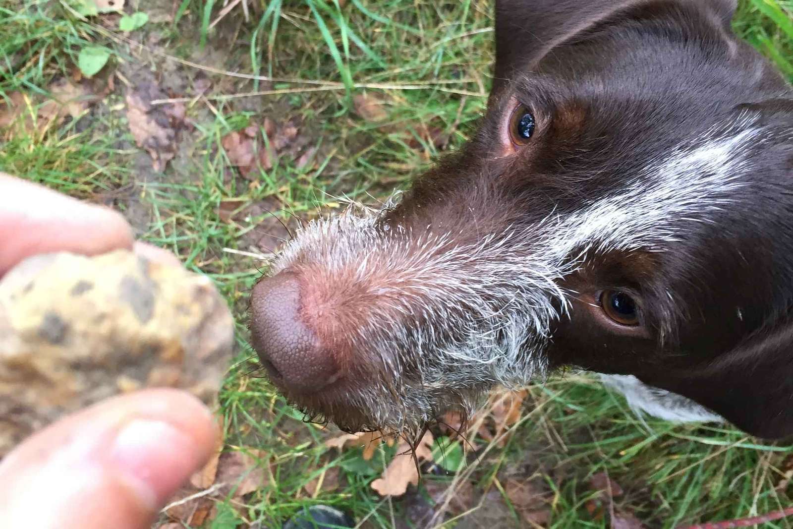 De Gavi: Experiência de caça às trufas do Piemonte com degustação