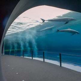 Aquarium van Genua en FantaCinema: combiticket
