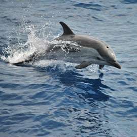 Observação de baleias em Gênova, no Santuário Pelagos