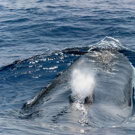 Walbeobachtung mit Meeresbiologe ab Genua, Pelagos