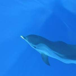 Observação de baleias em Gênova, no Santuário Pelagos