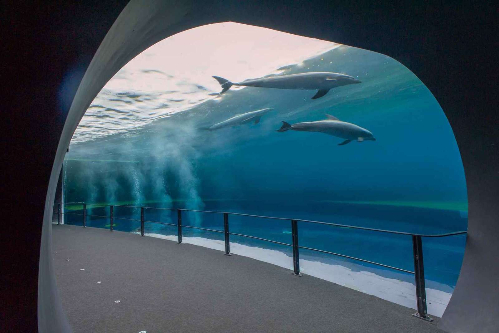 Aquarium van Genua en FantaCinema: combiticket