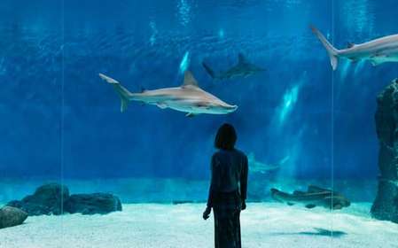 Genoa: Aquarium of Genoa with Lunch