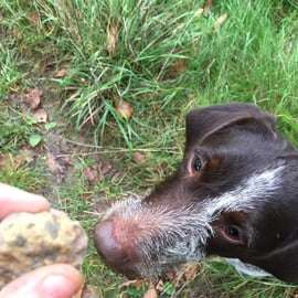 De Gavi: Experiência de caça às trufas do Piemonte com degustação