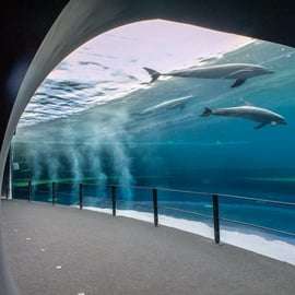 Entrada combinada: acuario de Génova y casa de Colón