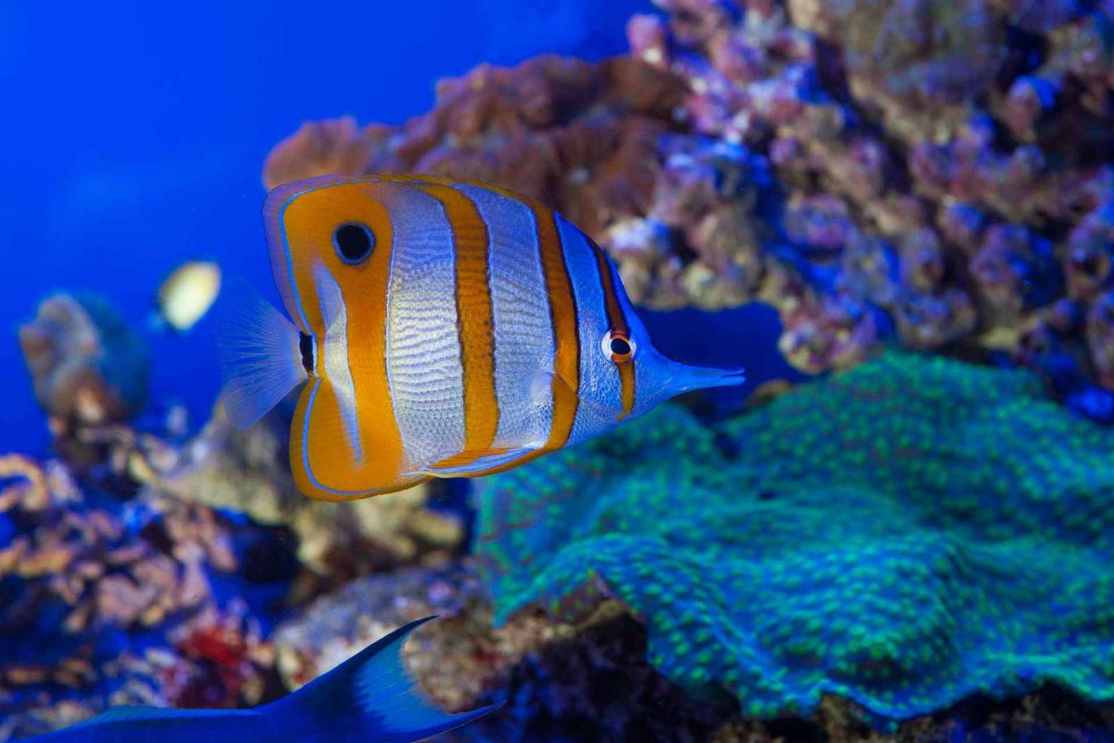 Entrada combinada: acuario de Génova y casa de Colón