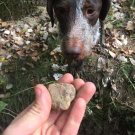 Piedmont: Truffle Hunting