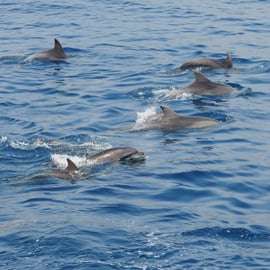 Observação de baleias em Gênova, no Santuário Pelagos