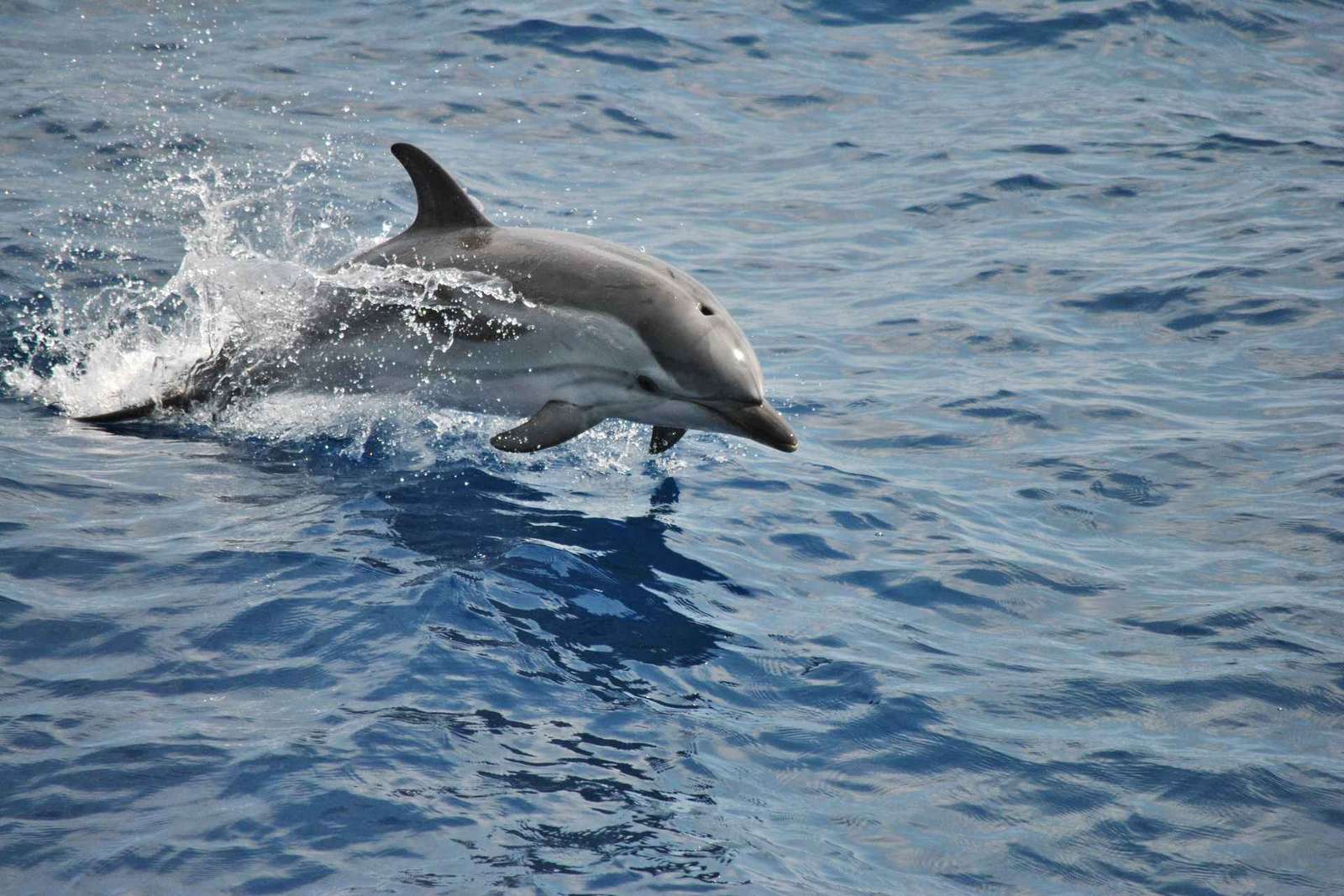 Observação de baleias em Gênova, no Santuário Pelagos