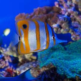 Aquarium van Genua en FantaCinema: combiticket