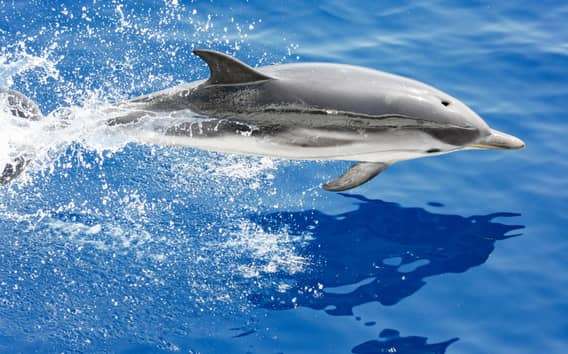 Avistamiento de cetáceos con guía biólogo marino en Génova