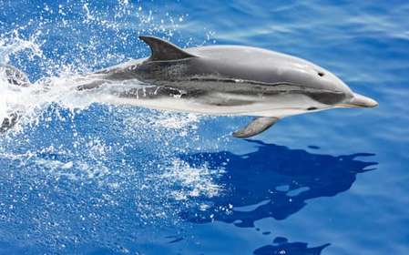 Genoa: Cetacean Watching Cruise with Marine Biologist Guide