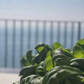 Cours de cuisine ligure à Bogliasco, terrasse sur la mer
