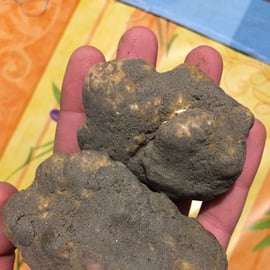Piedmont: Truffle Hunting