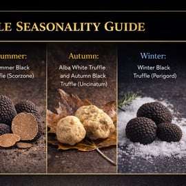 Piedmont: Truffle Hunting