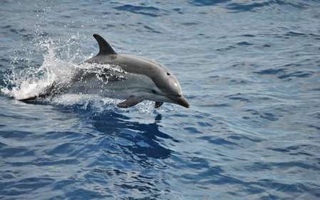 Genoa: Pelagos Sanctuary Whale Watching Cruise
