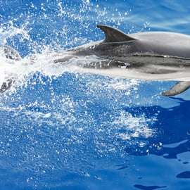 Walbeobachtung mit Meeresbiologe ab Genua, Pelagos